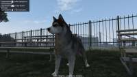 Em GTA 5, você pode se transformar em um cão husky!